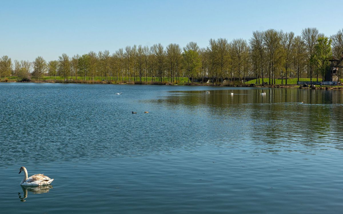 Willen Lake South with swan swimming across the lake