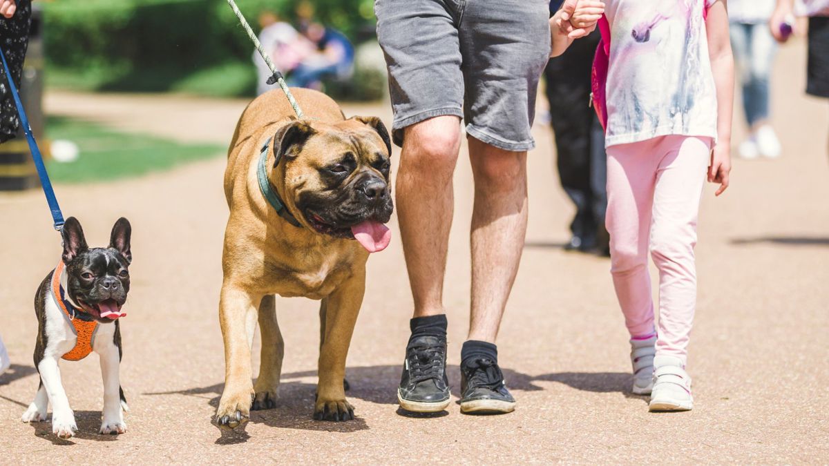 Family walking two dogs at Willen Lake in Milton Keynes