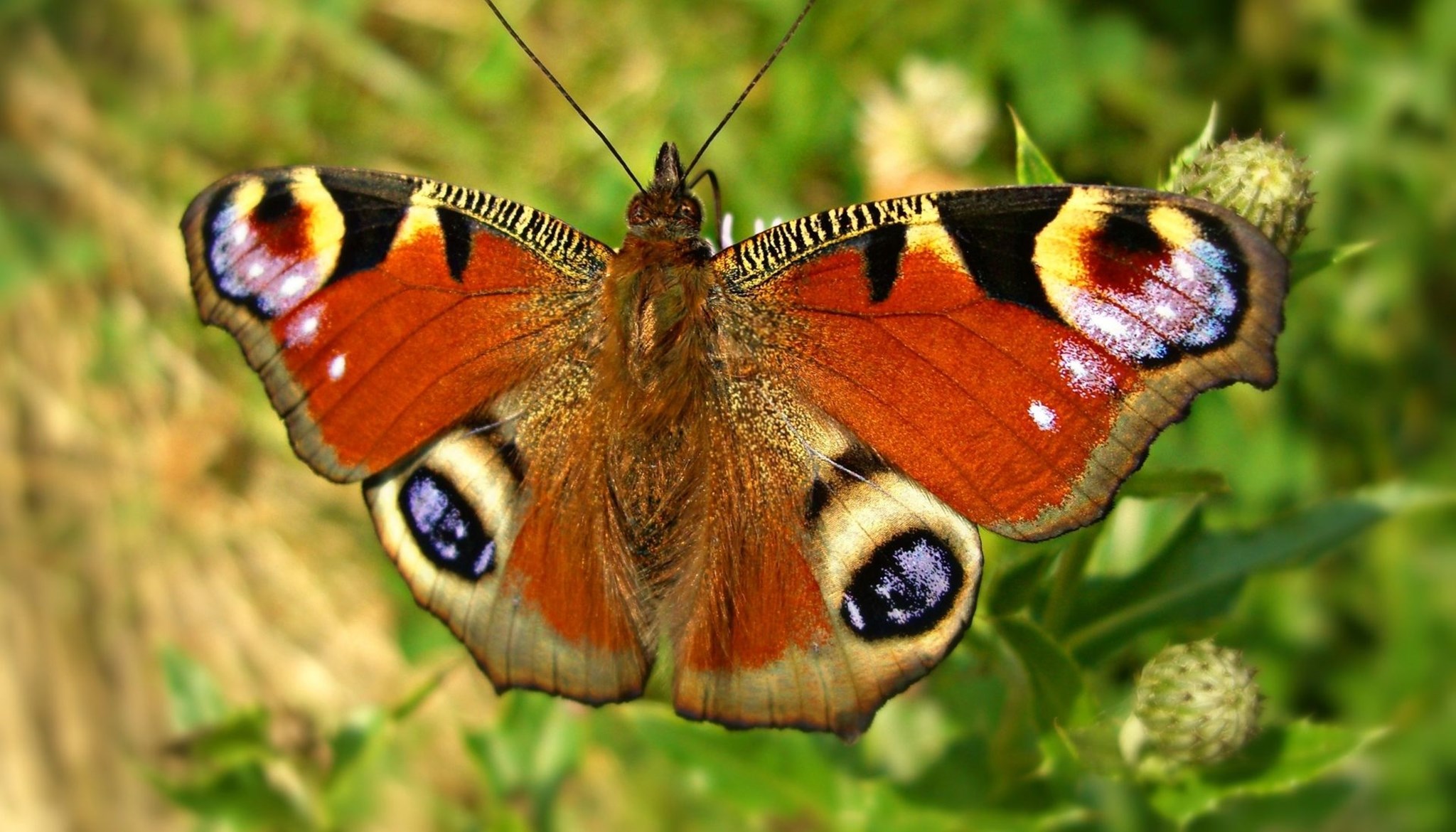 Spring Butterflies - Media Banner Image.jpg