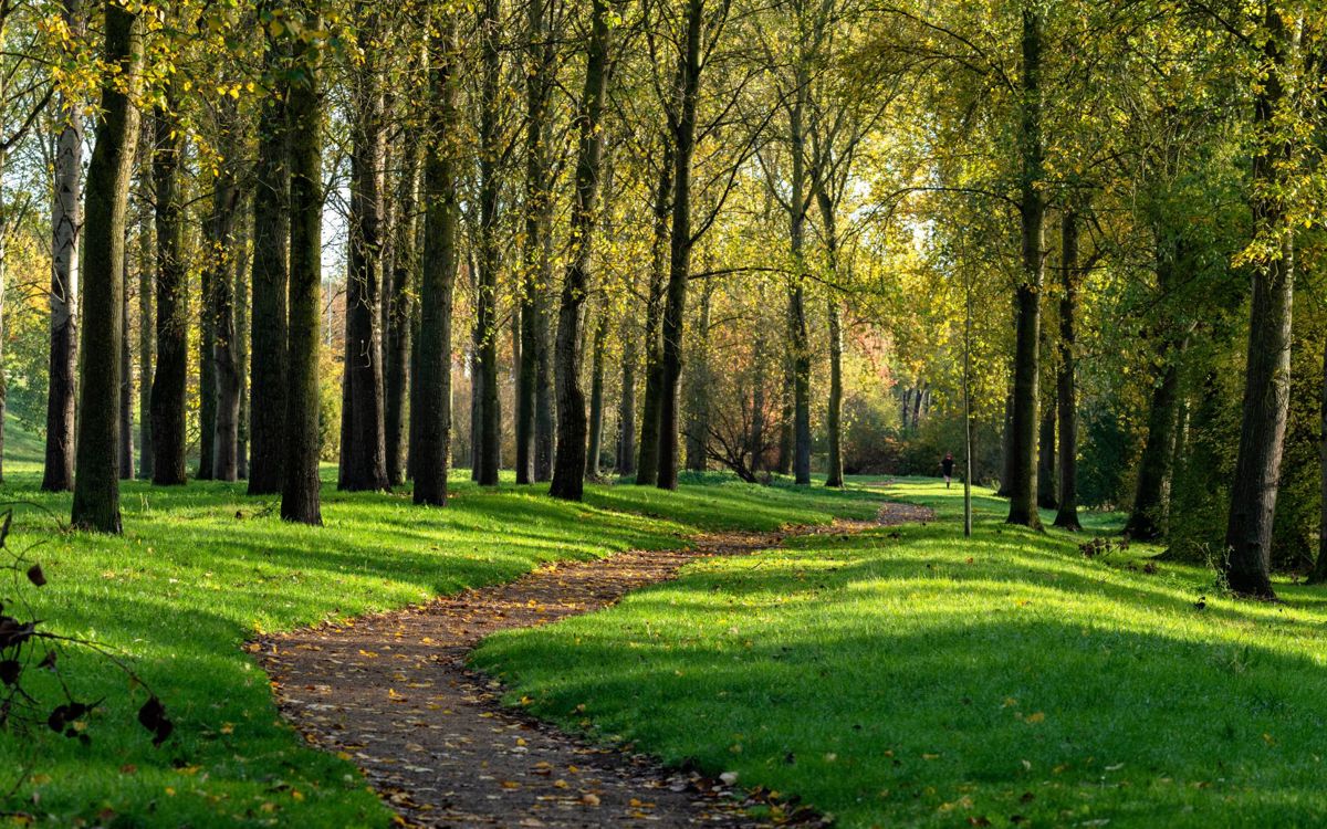 Pathway through the trees in the Poplar Plantation in Autumn