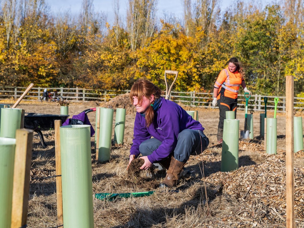 Parks Trust team member in purple uniform planting a tree